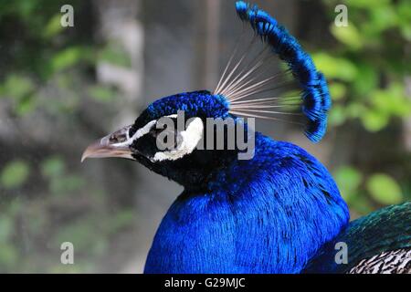 eine schöne blaue Pfau im Garten der Abtei von Valloire, Frankreich Stockfoto