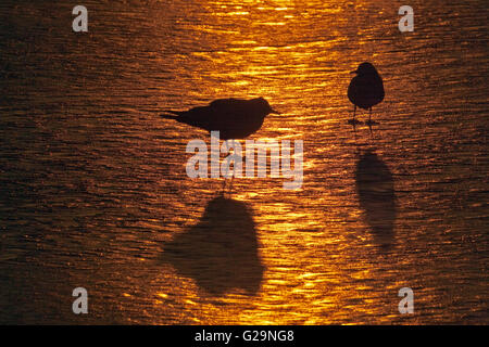 Black-headed Möwen Larus ridibundus Gefieder im Winter auf zugefrorenen Pool in Silhouette bei Sonnenuntergang Stockfoto