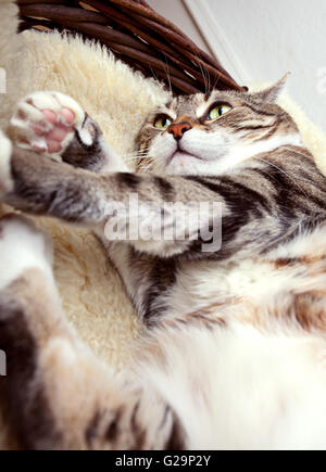 Fette Katze liegend auf Lamm Haut in verschiedenen lustigen Posen Stockfoto