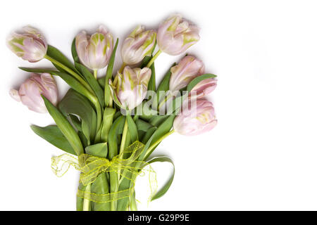 Rosa Tulpe Blumen auf weißem Hintergrund Stockfoto