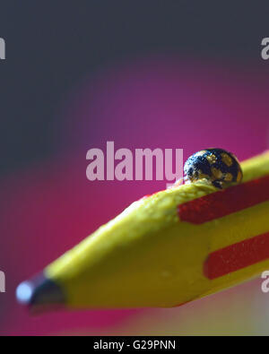 Makro-Bild von einem Marienkäfer auf einem Bleistift Buntstift Stockfoto