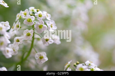 Kleine weiße Lobularia Maritima Blumen - Sweet alyssum Stockfoto