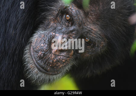 Schimpanse Côte d ' Ivoire Stockfoto