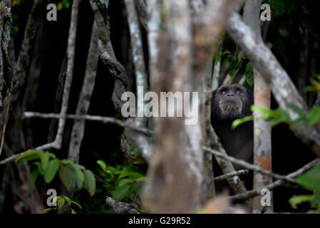 Schimpanse Côte d ' Ivoire Stockfoto