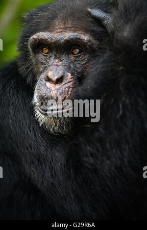 Schimpanse Côte d ' Ivoire Stockfoto