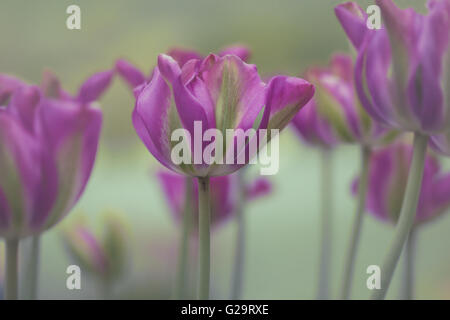 Tulipa Nightrider wächst an der Seite eines Flusses Stockfoto