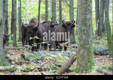 Bialowieza Forest ist ein wertvolle Überbleibsel der alten europäischen Laubwald bedeckte Tiefland in Europa Stockfoto