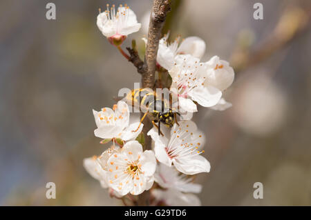 Eine gemeinsame Wespe (Vespula Vulgaris) auf Blackthorn Blüte (Prunus Spinosa). Stockfoto