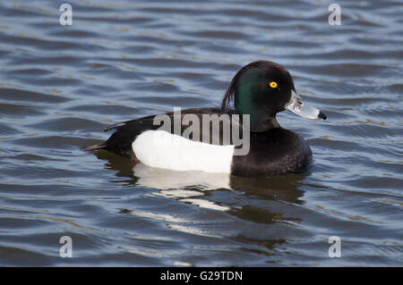 Eine männliche Reiherenten (Aythya Fuligula) auf einem Teich. Stockfoto