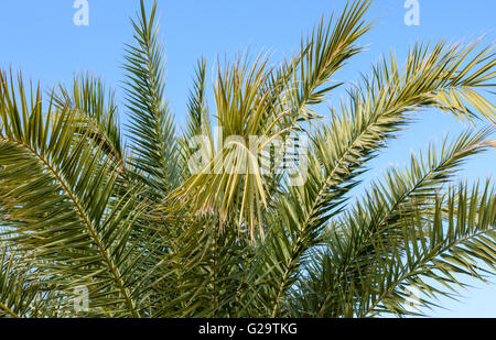 Palmwedel Baum vor einem strahlend blauen Himmel fotografiert Stockfoto