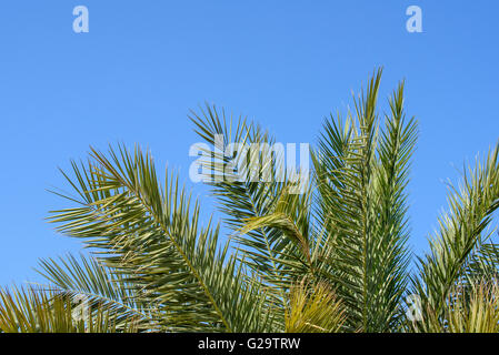 Palmwedel Baum fotografiert einen strahlend blauen Himmel Stockfoto