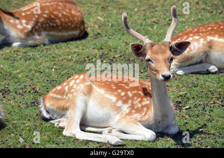 Süße junge Männchen entdeckt Damwild ruht. Stockfoto