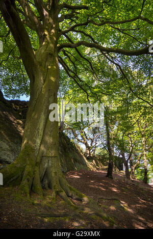 Eine Reife Buche wächst unter dem Sandstein-Rand an Alderley Edge in Cheshire. Stockfoto