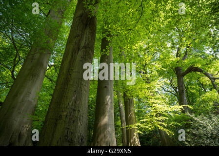 Buche-Bäumen mit frisches neues Grün an Alderley Edge in Cheshire. Stockfoto