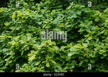 Englische Eichenblätter sehen im Hochsommer grün und gesund aus. Stockfoto