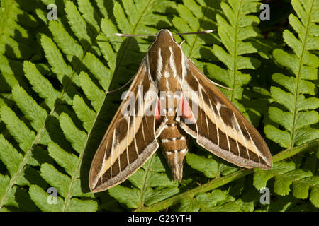 Striped Hawk-moth Stockfoto