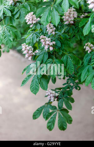 Blühende Rosskastanie Aesculus hippocastanum Stockfoto