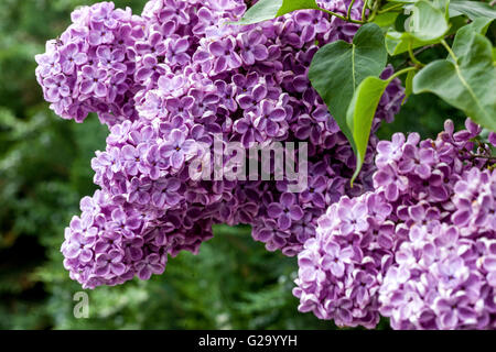 Flieder Syringa vulgaris Niederlassung in der Nähe von Blumen Stockfoto