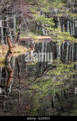 Föhren im Uath man in Glen Feshie. Stockfoto