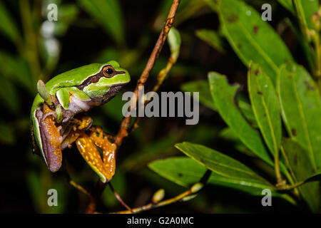 Pine Barrens Treefrog Stockfoto