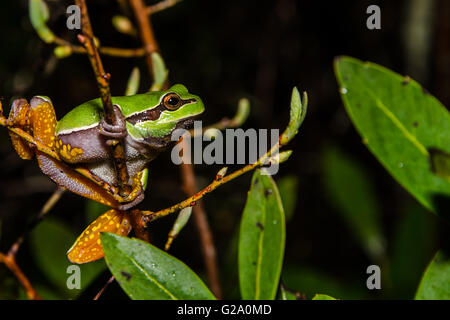 Pine Barrens Treefrog Stockfoto