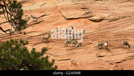 Big Horn Schafe in Zion Nationalpark Stockfoto