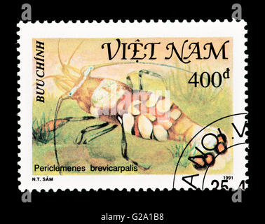 Briefmarke aus Vietnam Darstellung White Spot Anemone Garnelen (Periclimenes Brevicarpalis) Stockfoto