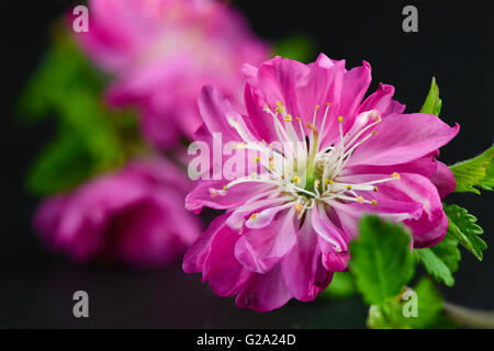 Japanische Kirsche Blumen isoliert Makro Stockfoto