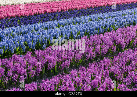 Reihen von lila und Blaue Hyazinthen in einem landwirtschaftlichen Bereich in Noord-Holland in den Niederlanden. Stockfoto