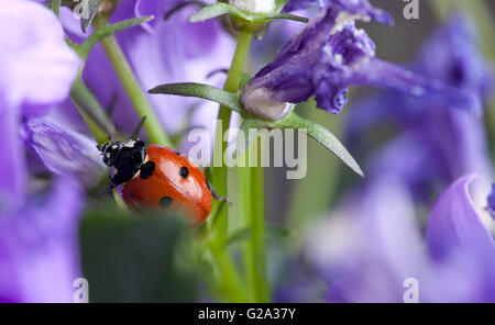 Einzelne niedlichen Marienkäfer auf violetten Glockenblumen im Garten im Frühjahr Stockfoto