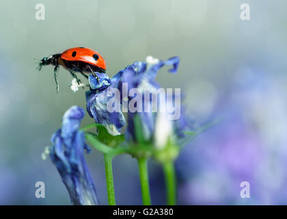 Einzelne niedlichen Marienkäfer auf violetten Glockenblumen im Garten im Frühjahr Stockfoto