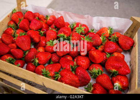 Frische Bio-Erdbeeren in Kiste am Bauernmarkt, einheimische Früchte, selektiven Fokus Stockfoto