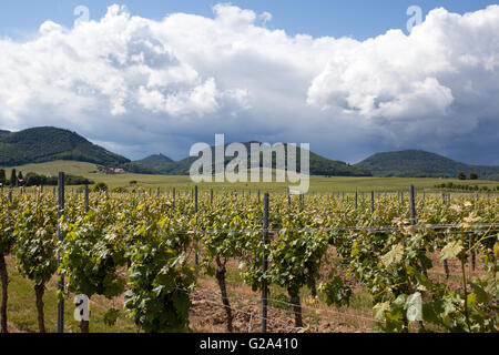 Weinberge in Rheinland-Pfalz Deutschland im Frühjahr Stockfoto