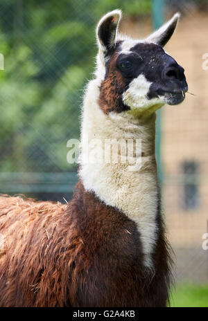 Porträt eines braunen domestizierten Lamas in seinen Stift Stockfoto