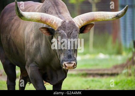 Lange Hörner Watusi Stier auf einer Weide in der Nähe des Waldes Stockfoto