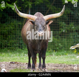 Lange Hörner Watusi Stier auf einer Weide in der Nähe des Waldes Stockfoto