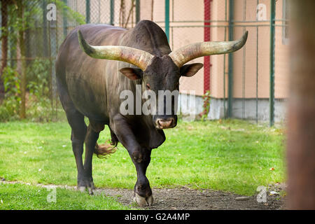 Lange Hörner Watusi Stier auf einer Weide in der Nähe des Waldes Stockfoto