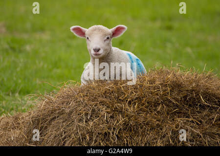 Ein Lamm (Ovis Aries) sitzt auf einem Stapel von Heu. Stockfoto