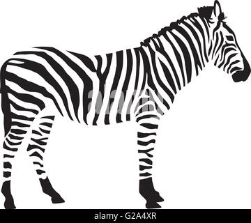 Zebra silhouette isoliert auf weißem Hintergrund Stock Vektor