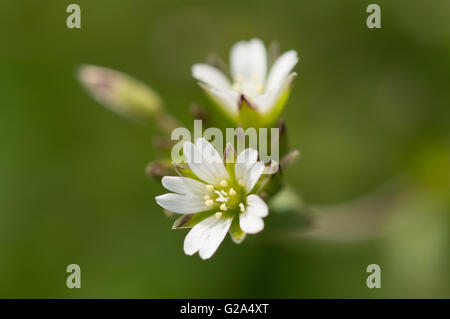 Eine Nahaufnahme der Maus – Ohr Vogelmiere (Cerastium Fontanum) Blumen. Stockfoto