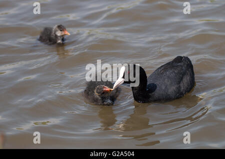 Eine eurasische Blässhuhn (Fulica Atra) mit zwei der Küken auf einem Teich. Stockfoto