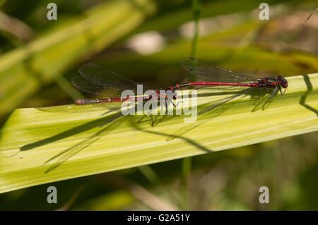 Ein paar große Red Damselfly (Pyrrhosoma Nymphula) auf einem Blatt Schilf Paarung. Stockfoto