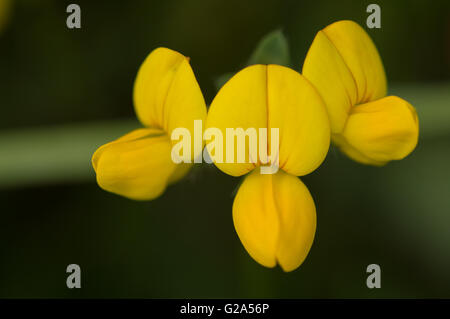 Eine Nahaufnahme der drei Vogels-Fuß-Kleeblatt (Lotus Corniculatus) Blumen. Stockfoto