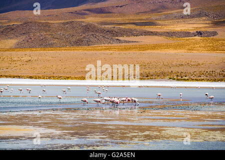 Herde von Flamingo Fütterung in eine Lagune am Salar de Uyuni, Bolivien Stockfoto