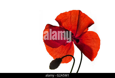 Einzigen roten Klatschmohn Blume isolierte auf weiß Stockfoto