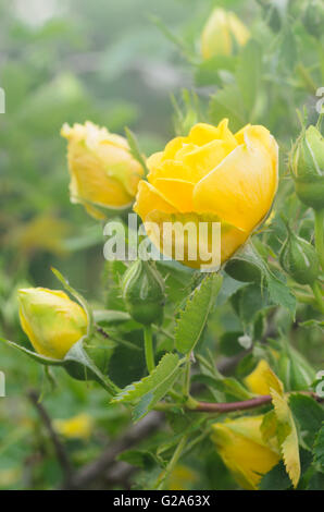 Nahaufnahme, gelbe Rose im Garten Stockfoto