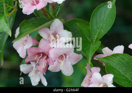 Weigela rosa Blumen Makro, Strauch wächst im Garten in Polen, Europa