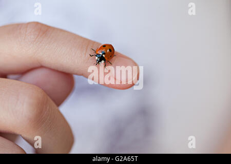 Kleine Marienkäfer krabbeln auf Childs Hand und Finger Stockfoto