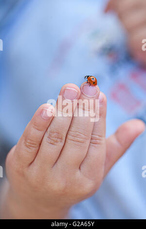 Kleine Marienkäfer krabbeln auf Childs Hand und Finger Stockfoto