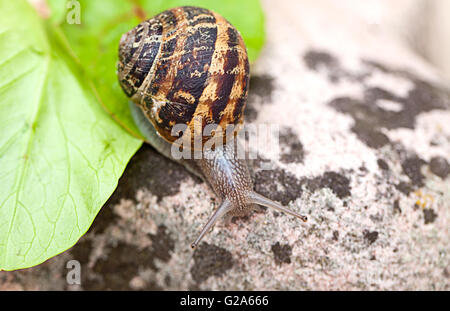 Große einzelne Schnecke mit grünen Salatblatt Stockfoto